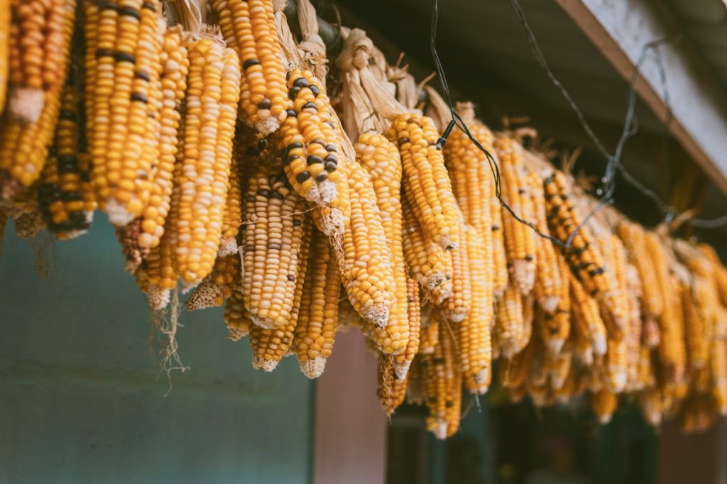 Golden yellow corncobs hanging to dry in Singalila Forest, West Bengal, India.